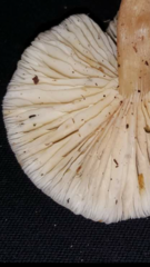 Lentinellus micheneri