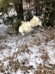 Anemone virginiana
