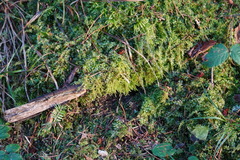 Eurhynchium angustirete