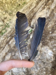 Corvus monedula soemmerringii