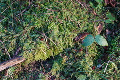 Eurhynchium angustirete