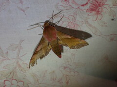 Deilephila porcellus