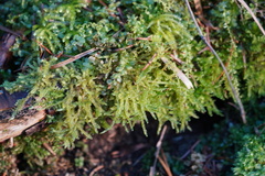 Eurhynchium angustirete
