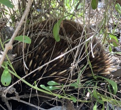 Tachyglossus aculeatus setosus