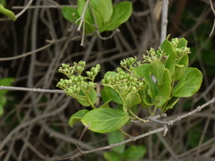 Premna serratifolia