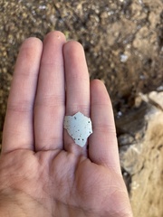 Corvus monedula soemmerringii