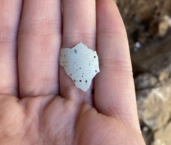 Corvus monedula soemmerringii