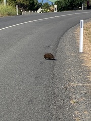Tachyglossus aculeatus setosus