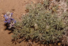 Lupinus breweri