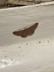 Idaea costaria