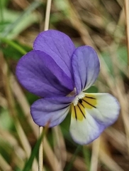 Viola tricolor