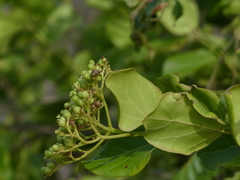Premna serratifolia