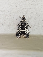 Scoparia exhibitalis