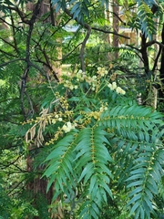 Acacia elata
