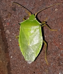 Loxa viridis