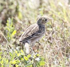 Anthus spragueii