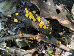 Dicephalospora rufocornea