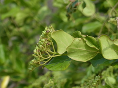 Premna serratifolia