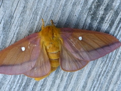 Anisota virginiensis