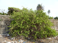 Premna serratifolia