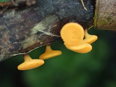 Dicephalospora rufocornea