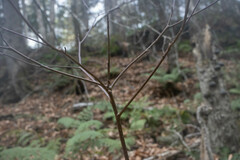 Cornus alternifolia