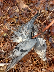 Columba livia domestica