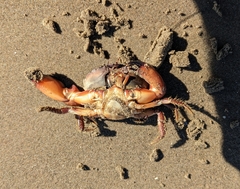 Menippe