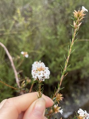 Epacris lanuginosa