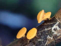 Dicephalospora rufocornea