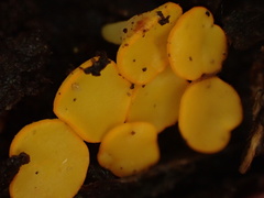 Dicephalospora rufocornea