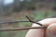 Cornus alternifolia