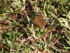Junonia natalica