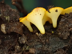 Dicephalospora rufocornea