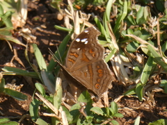 Junonia natalica