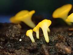 Dicephalospora rufocornea