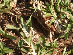 Junonia natalica