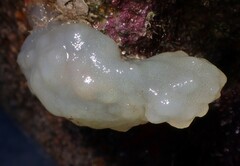 Phallusia mammillata