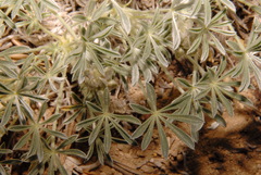 Lupinus breweri