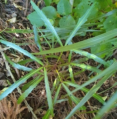 Pseudopanax crassifolius × lessonii