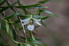 Dendrobium cunninghamii