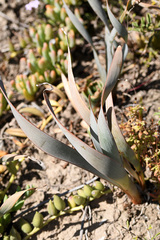 Bulbine narcissifolia