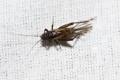 Teleogryllus