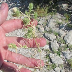Eragrostis reptans