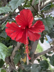 Hibiscus × archeri