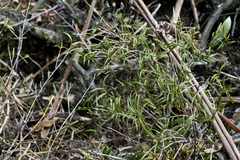 Dendrobium cunninghamii