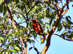 Piranga rubra