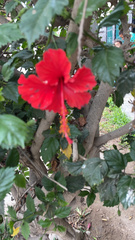 Hibiscus × archeri