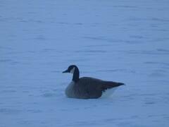 Branta canadensis