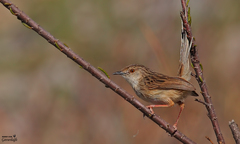 Prinia lepida